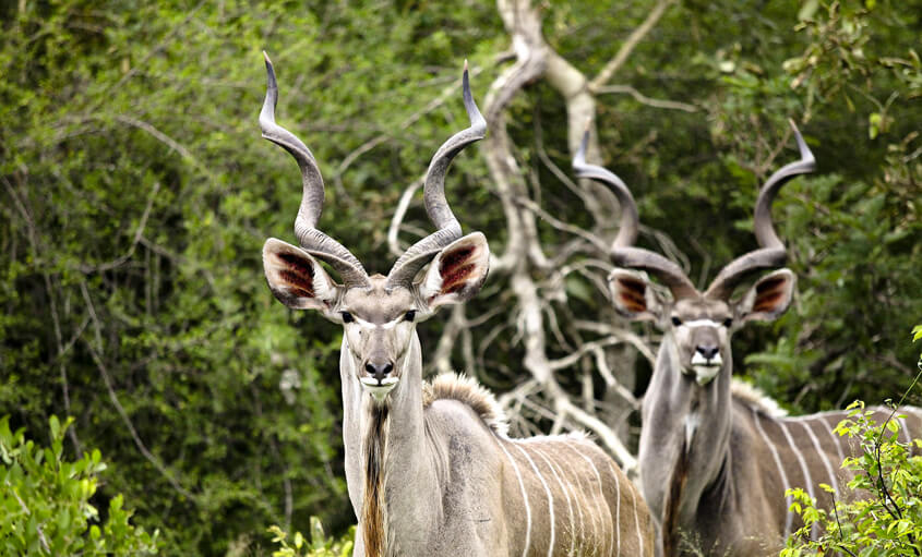 botswana-wildlife