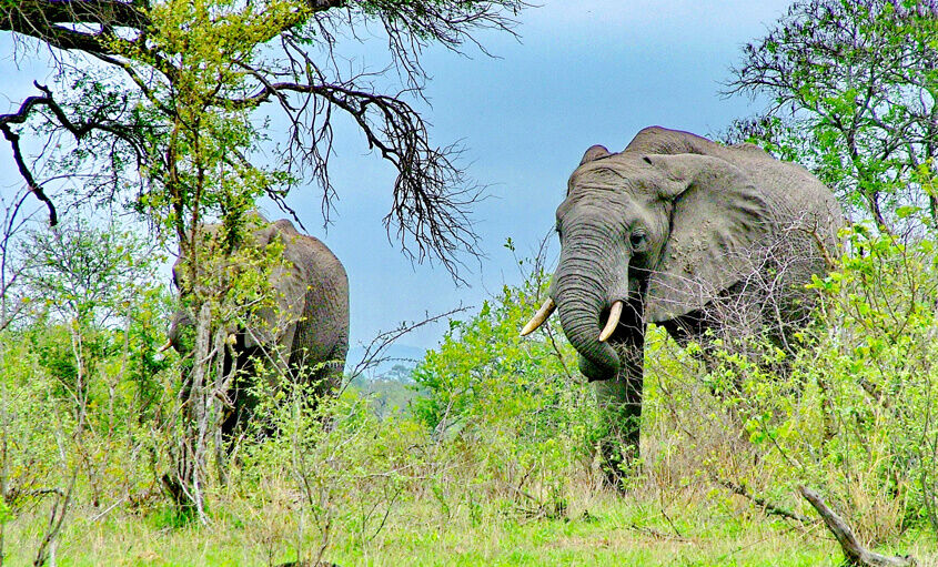 elephants-rwanda
