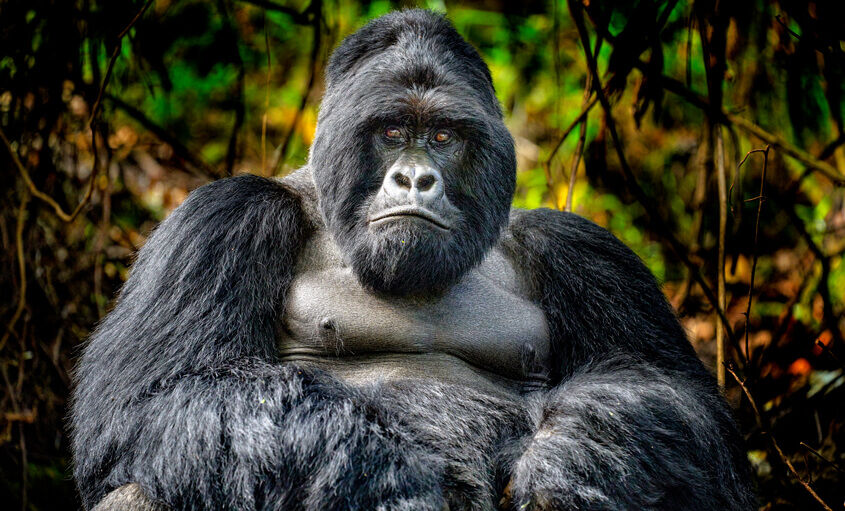 gorillas-uganda