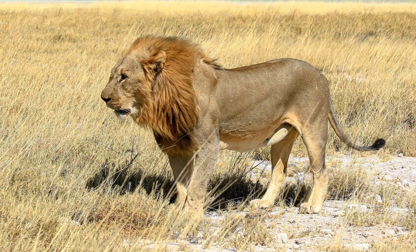 lion-namibia