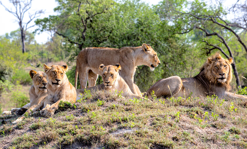 luxury-safaris-south-africa