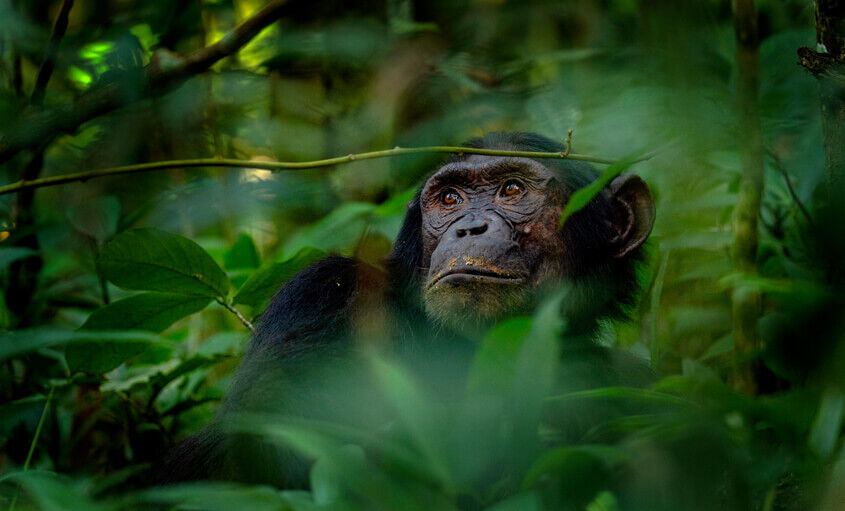 primates-rwanda