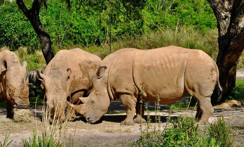 rhino-safaris (1)