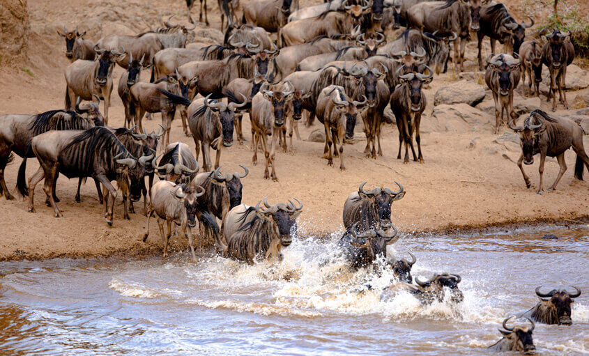 wildebeest-kenya