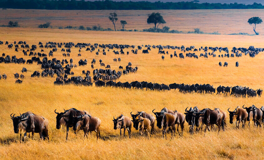wildebeest-tanzania