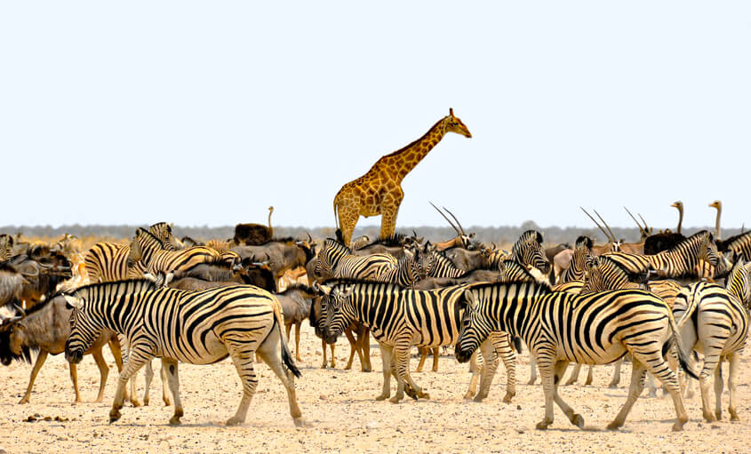 wildlife-namibia