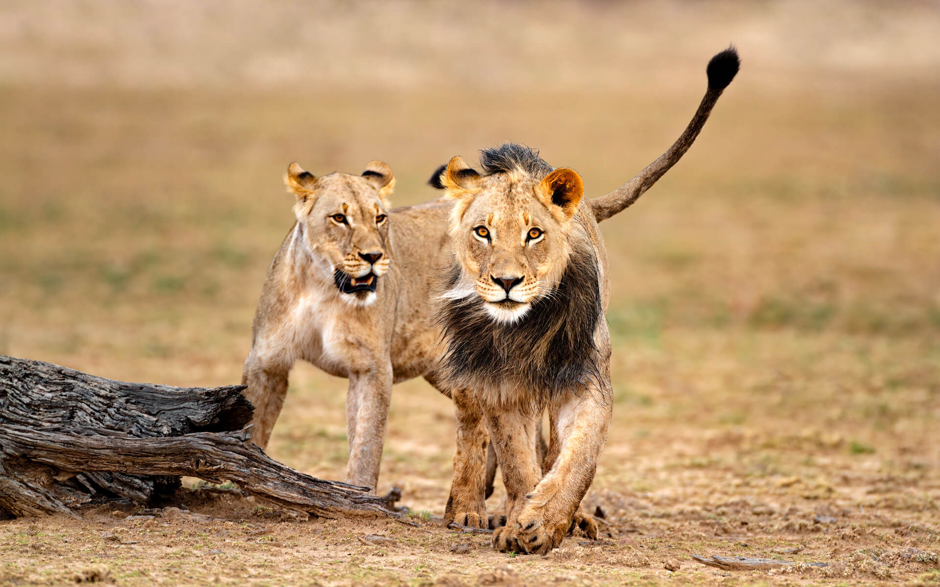 wildlife-safaris-africa