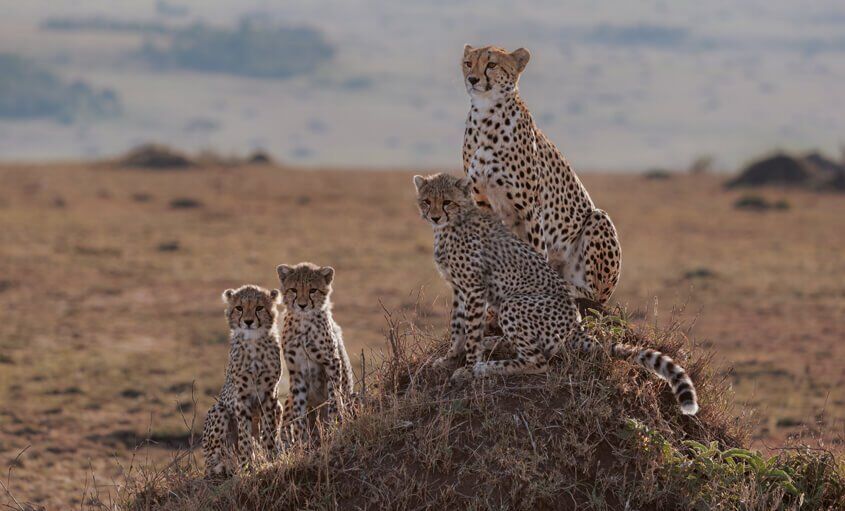 cheetah-kenya (1)