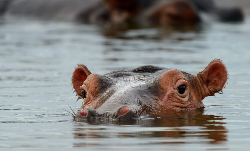 hippo-south-africa (1)