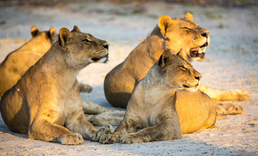 lions-africa (1)