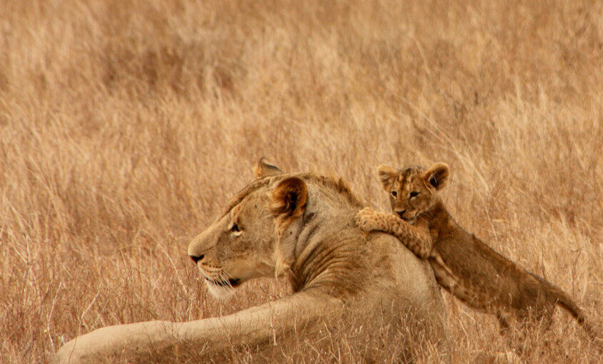 lions-kenya (1)