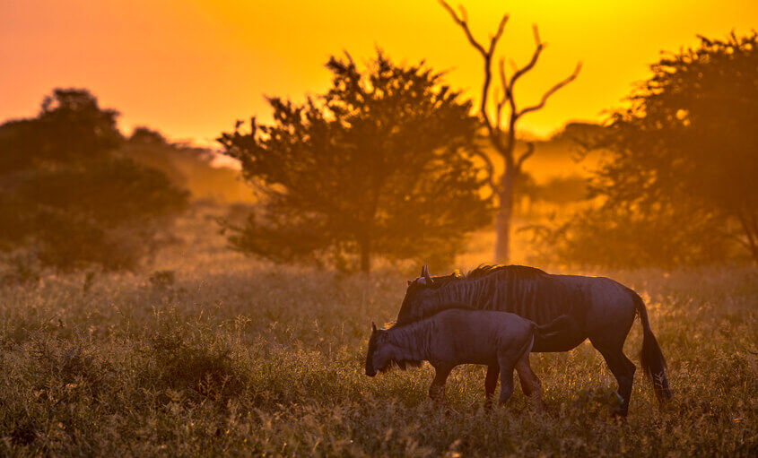 wildlife-south-africa (1)